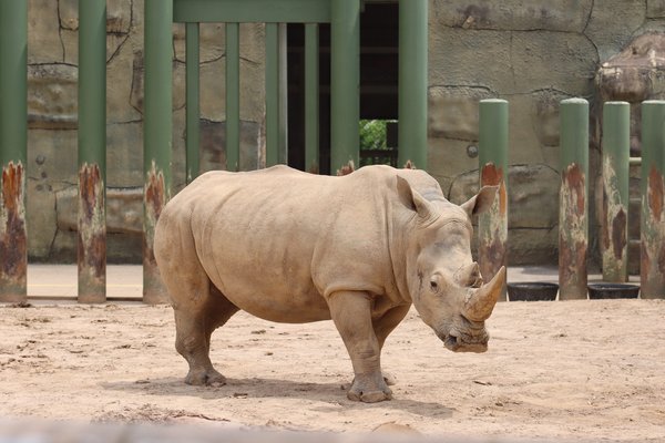 Ou immigrer en Afrique ?